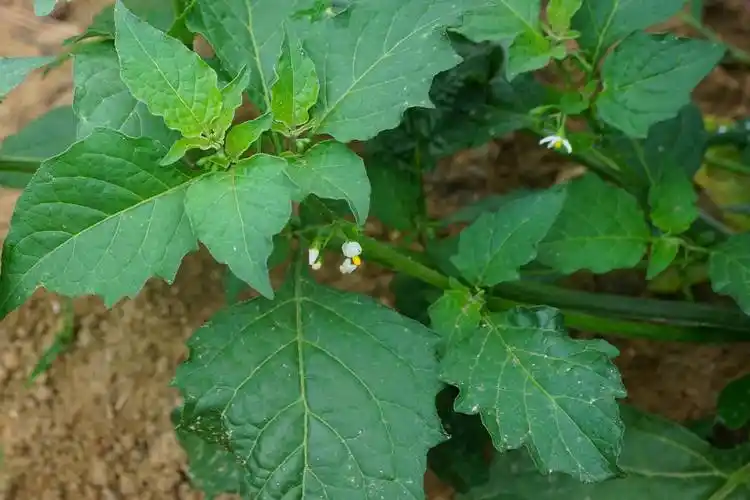 我见到的山东本土植物和园林栽培植物(635)龙葵