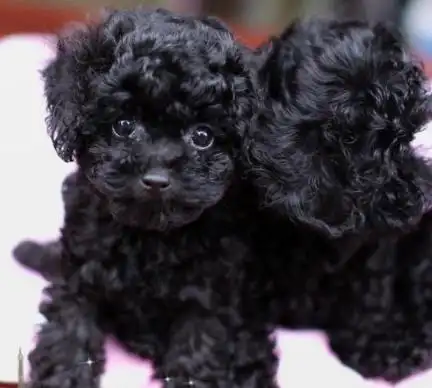 养泰迪,选择黑色的,看完你就没理由拒绝了