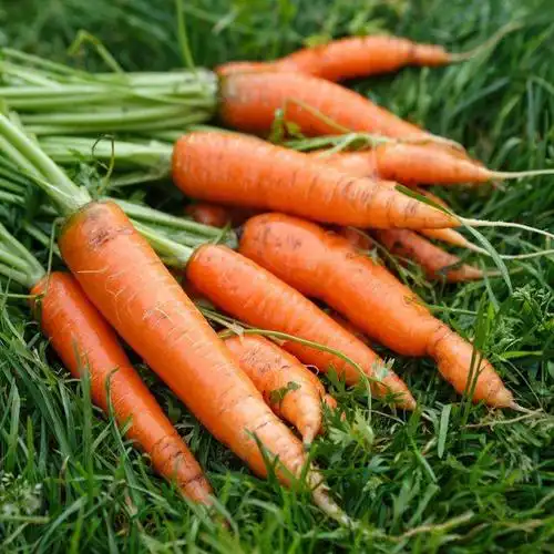 河南沙地水果胡萝卜10斤生吃红心脆甜沙窝红萝卜时令新鲜蔬菜包邮