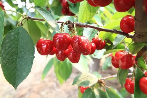 樱桃粒粒树红酣