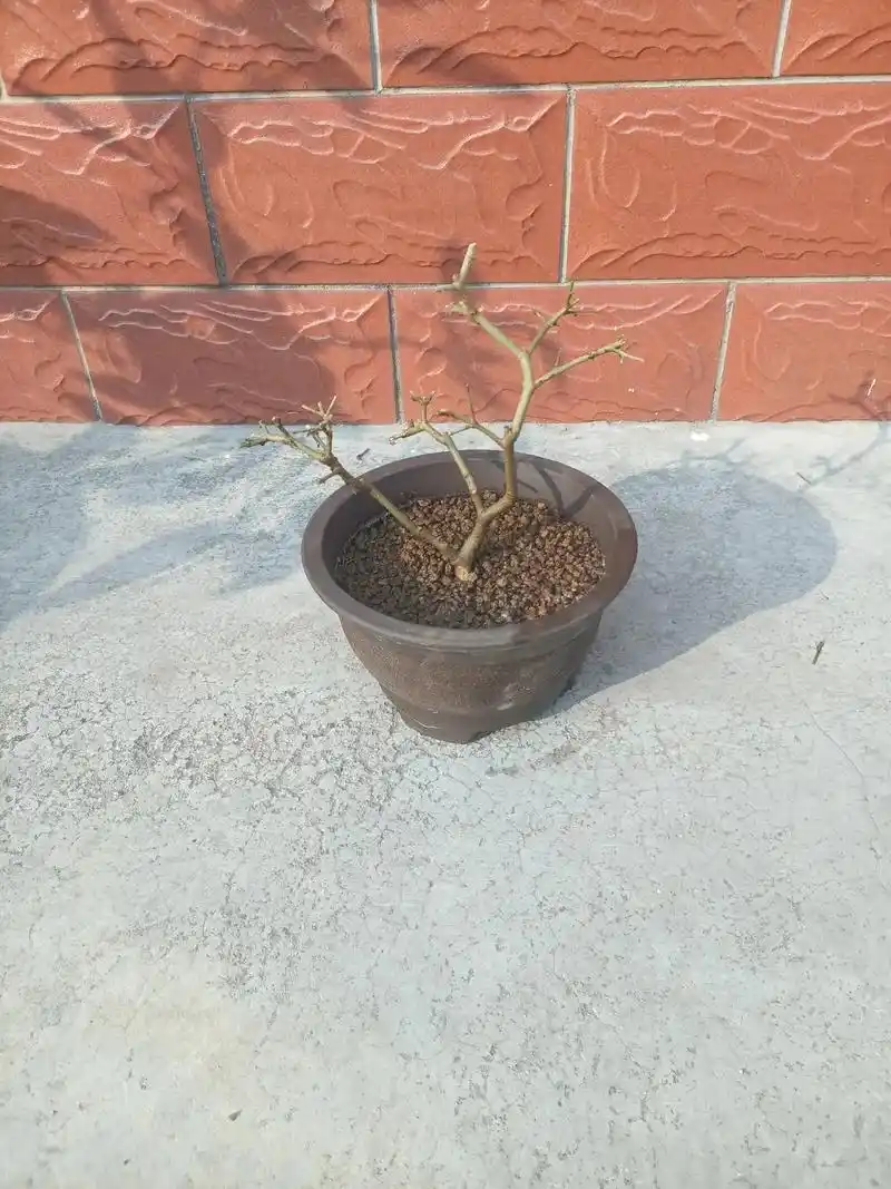 对节白蜡#盆景制作 #盆景艺术 #原创作品  - 抖音