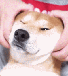 汪星人萌宠可爱狗狗gif动图_动态图_表情包下载_soogif