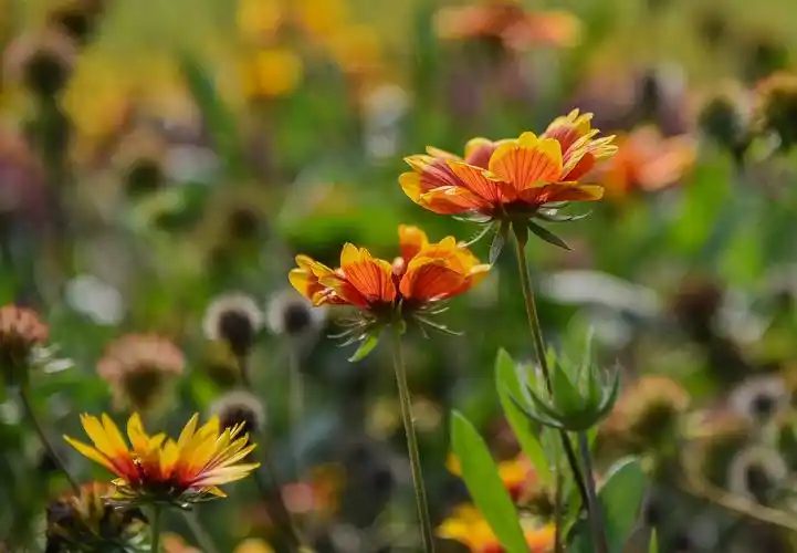 是菊科天人菊属一年生草本植物,株高20-60厘米;多分枝,全株被柔毛叶