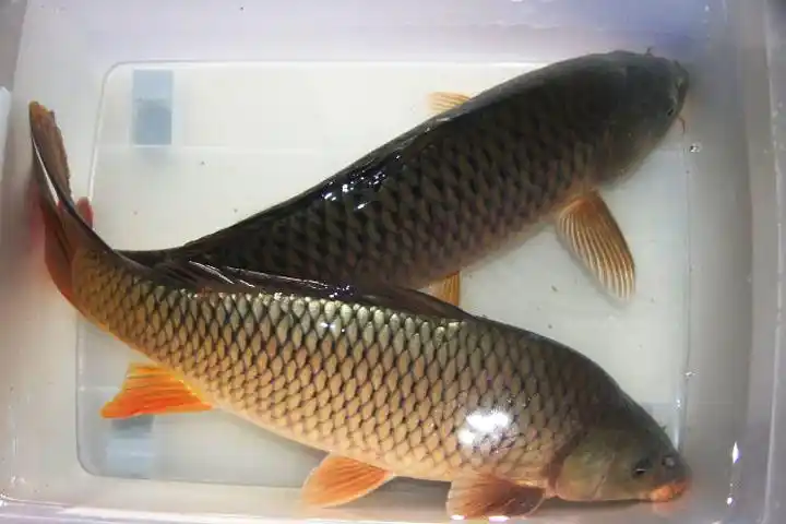 鲤鱼的生活习性