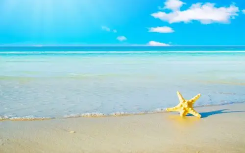 沙滩上的海星图片风景壁纸(18/24)
