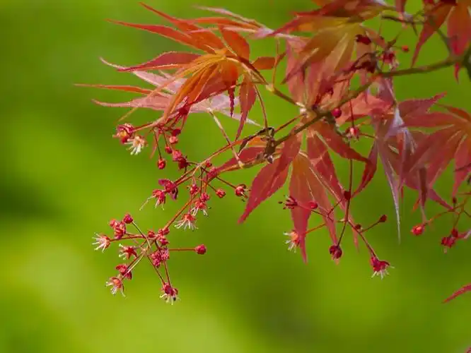 枫树开花---不起眼的小花,美丽而优雅 - 美篇
