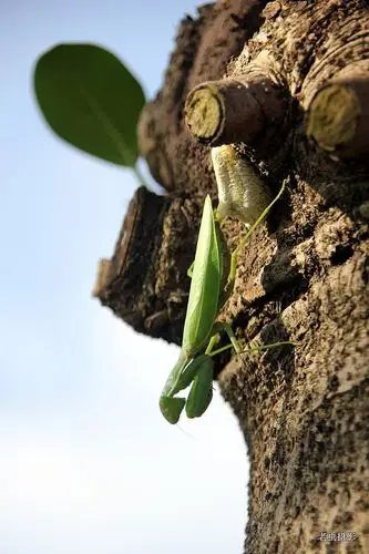 难得一见 实拍螳螂产卵