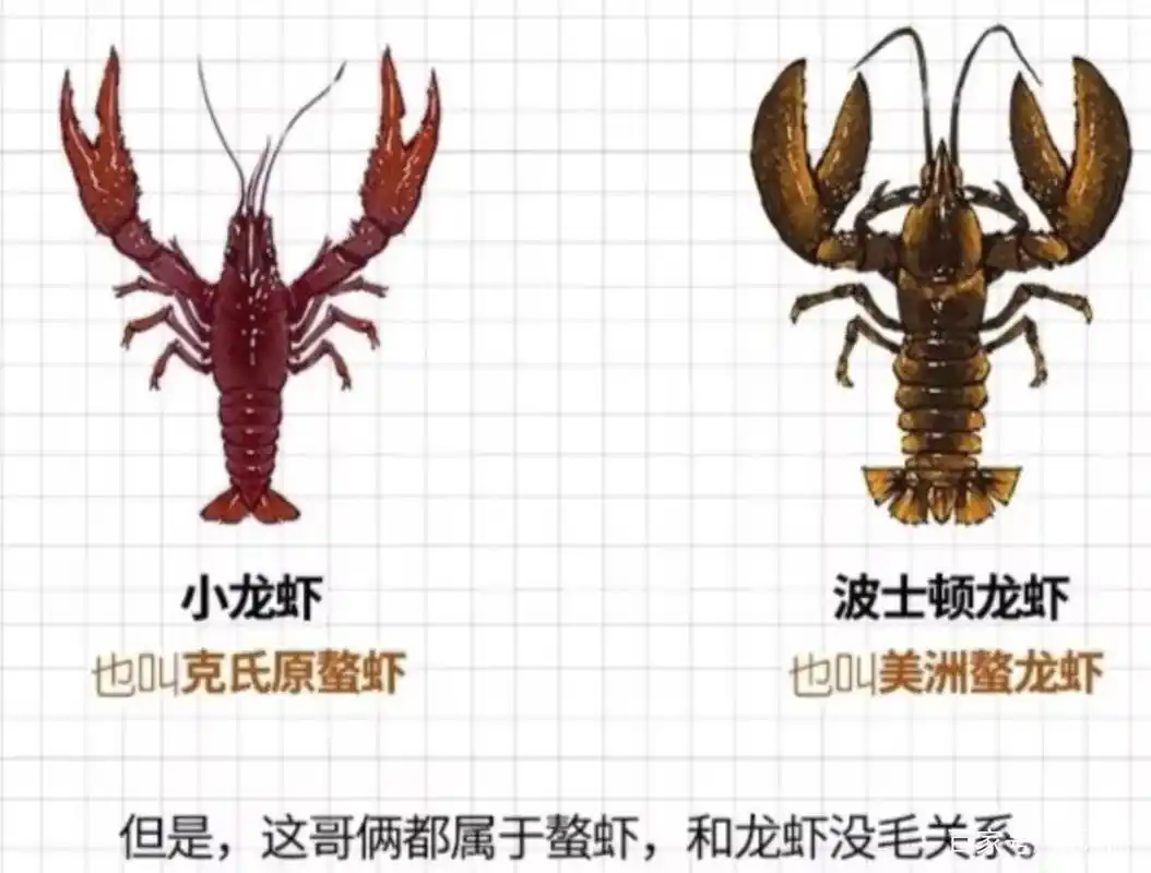 当你嘴馋波士顿大龙虾时,波士顿也迷恋上了中国制造!