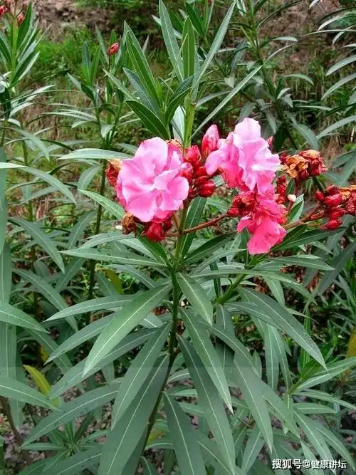 用夹竹桃自制老鼠药星星论道