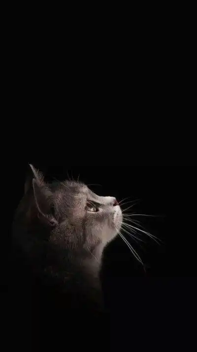 黑色高冷系壁纸