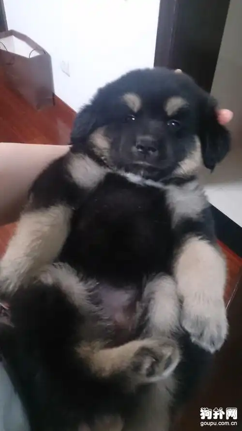 两个月藏獒幼犬图片,萌萌哒!