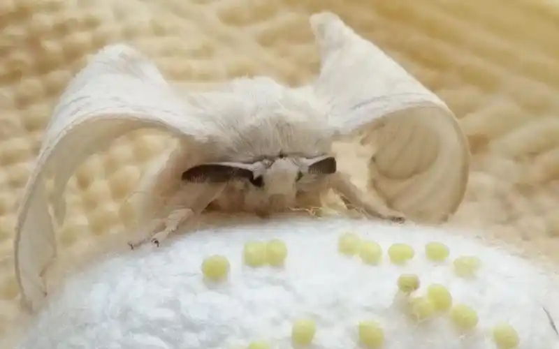 养的蚕宝宝终于变成蛾放大看竟然有些萌