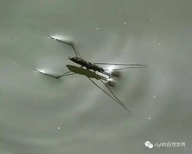 昆虫世界的水下怪兽水蝽特辑水面篇