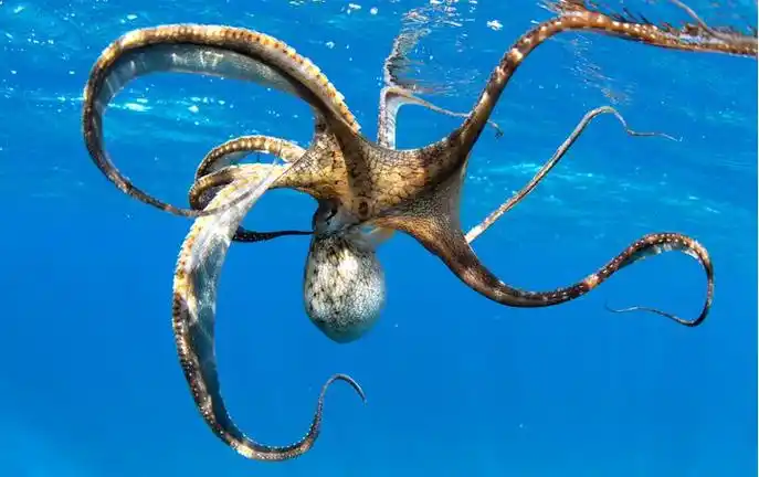 沼泽章鱼被预测真实存在的新物种