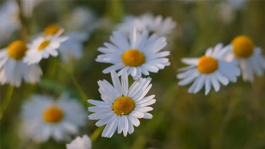 白色野外鲜花高清桌面壁纸,植物壁纸,唯美,小清新,花卉,植物,高清