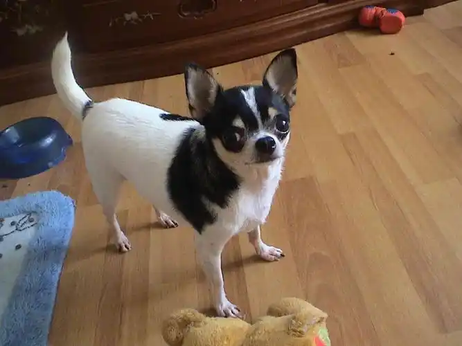 求 短毛黑白吉娃娃有的请联系 qq87462216电话13517799553-猫狗交易