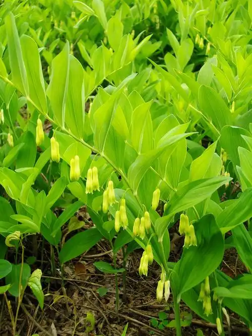 黄精图片 黄精草本植物图片 野菜图片