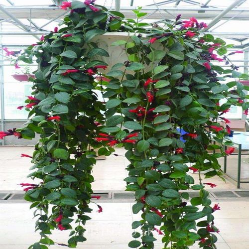 吸甲醛的花卉净化空气口红吊兰盆栽家庭室内阳台垂吊四季观花植物