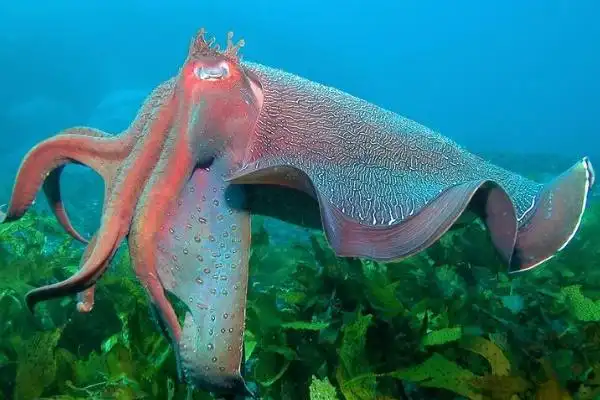 伞膜乌贼世界上体型最大的巨乌贼体长可达1米