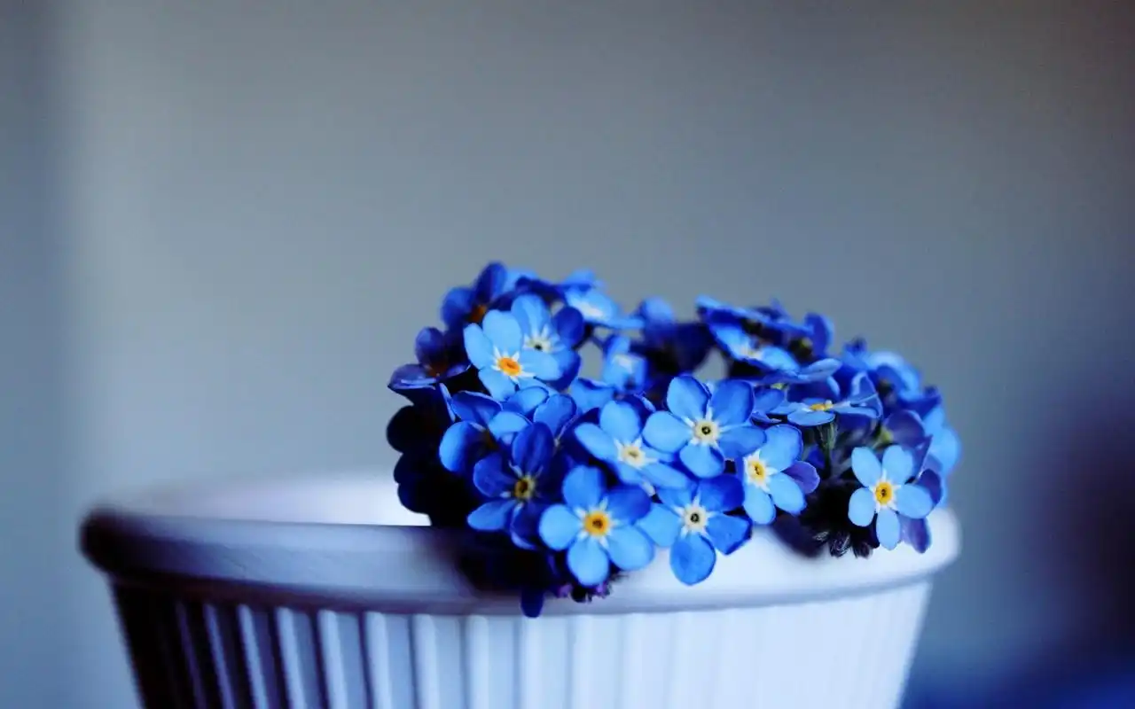 首页 桌面壁纸 植物壁纸 唯美可爱花卉高清电脑壁纸 (2/ 7) 2014-04