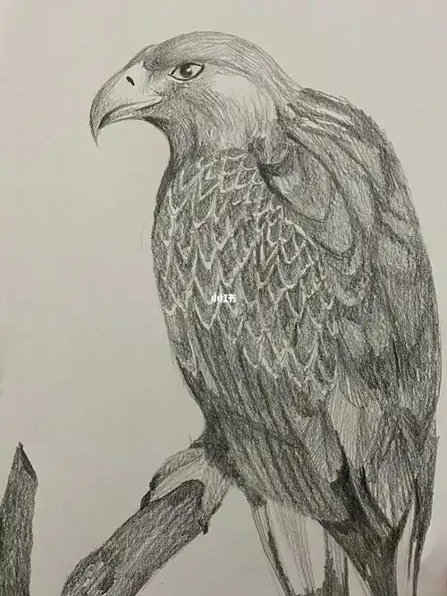 老鹰 素描