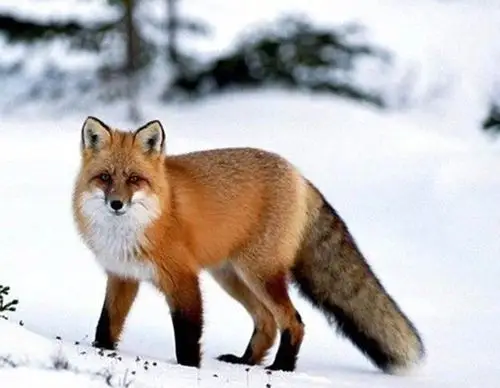 分别指:狐仙(狐狸),黄仙(黄鼠狼),白仙(刺猬),柳仙(蛇)和灰仙(老鼠)