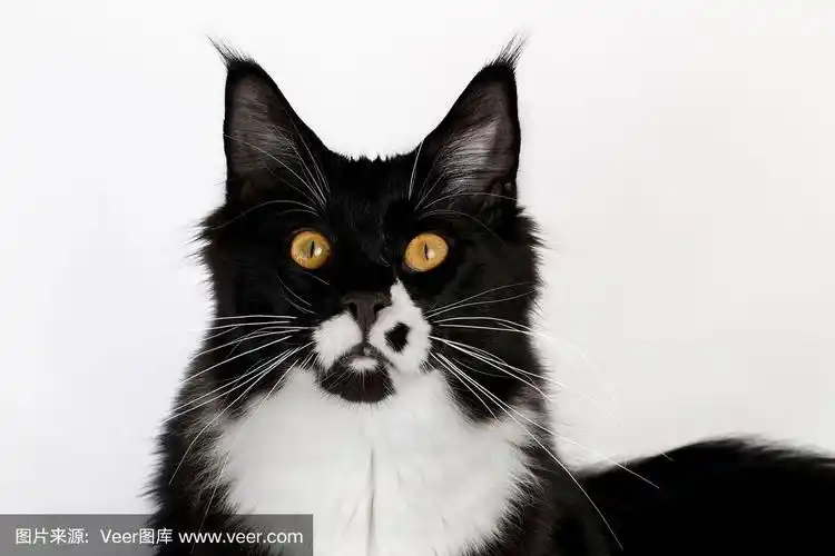 特写黑白缅因浣熊