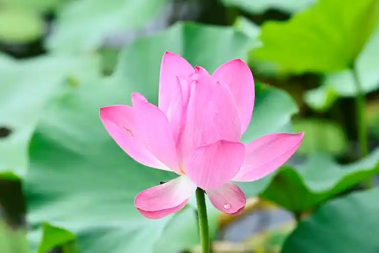 荷花映白塔北京北海公园荷花已入盛花期