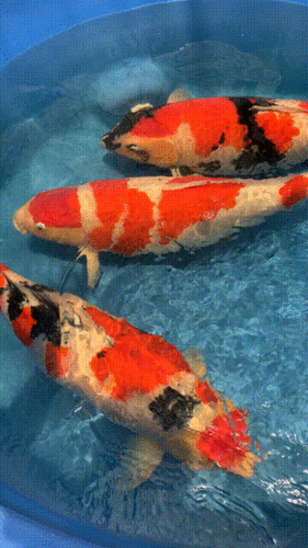 佛山锦鲤赛黄金,条条日本名种,一池价值过百万!