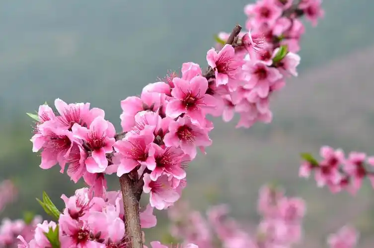 摘一朵桃花写一纸恋香