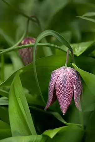 灿烂的阳光下蛇头贝母贝母meleagris的美丽的自然历史肖像图像