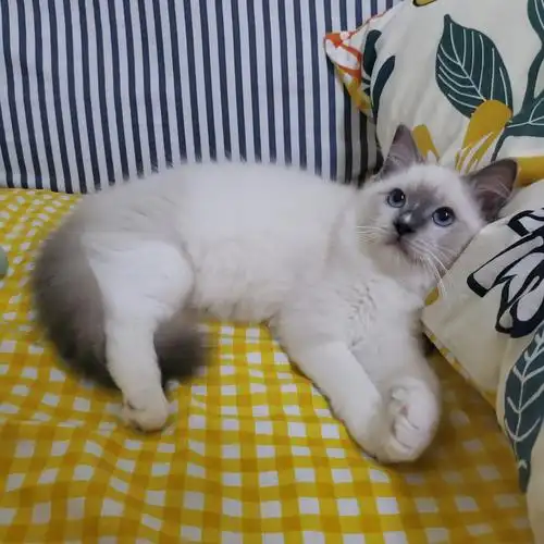 重点色布偶猫弟弟