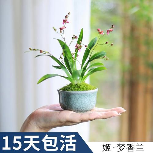 文心兰梦香兰带办公室绿植室内客厅小型花卉带盆迷你兰花盆栽