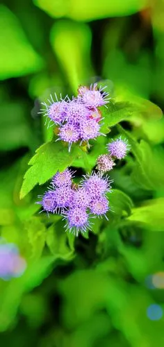 星连文学社广西诗人陈熠明亮丽山前藿香花