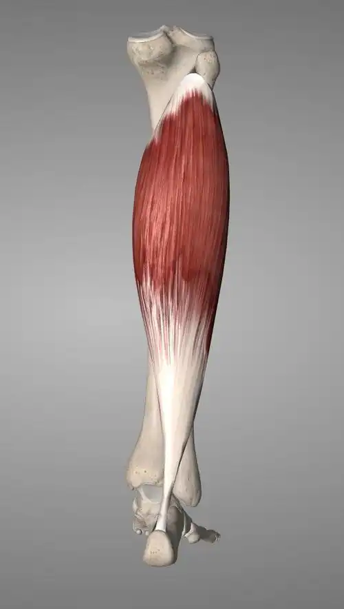 每日一肌小腿酸胀痛足跟痛之比目鱼肌