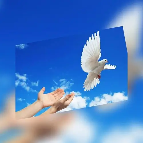 学会放手 才会飞翔