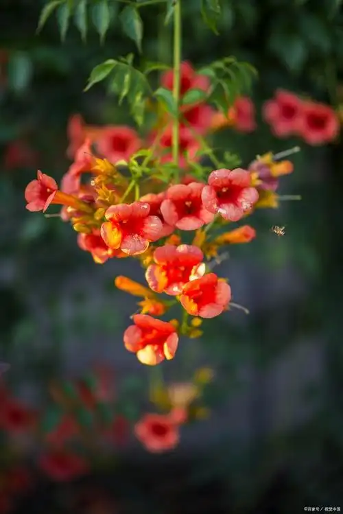 生如夏花,绽放绚烂,那些开在夏天里的花儿——凌霄花