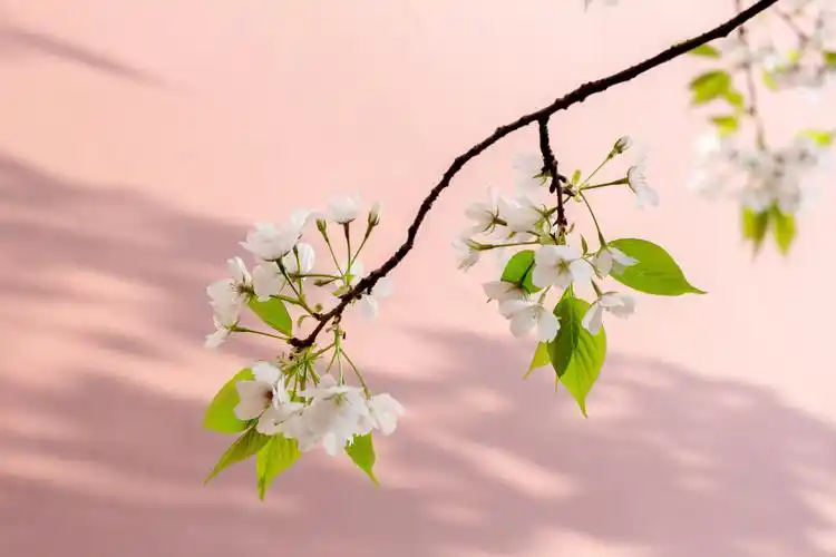 一枝樱花出墙来