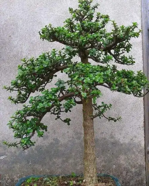 把金枝玉叶养成盆景,记住5个养护技巧,长得粗壮快速成型