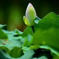 好看的动态荷花微信头像,荷花女生头像,微信头像