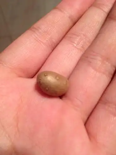 据说这个叫"山药果"不知道是不是?以前没见过.