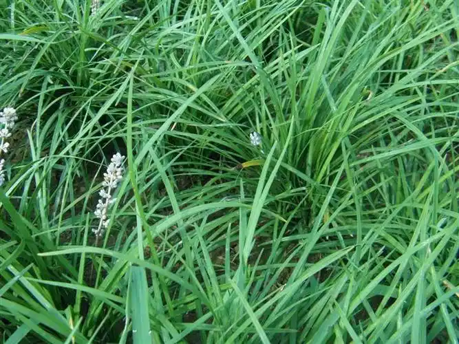 麦冬草丨中叶麦冬草01