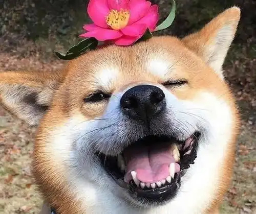 柴犬傻笑无字qq表情高清无水印版柴犬傻笑无字表情包