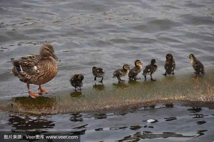 鸭妈妈和7只小鸭子