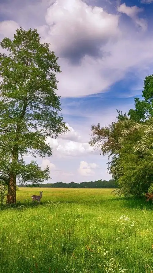 夏天,树木,草,鹿