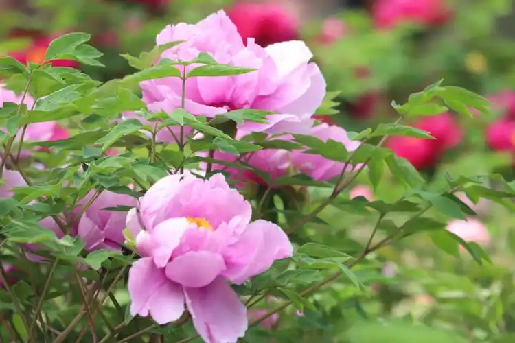 牡丹绽放召公岛 花开富贵醉崤函