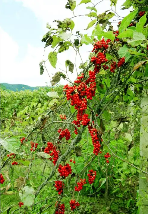 欢喜岭的欢喜事:五味子变"致富果"