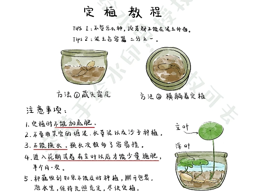 碗莲种植教程 (已商用)
