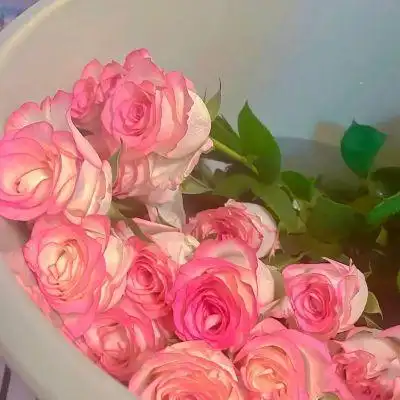 粉色系女头|晚风将玫瑰压碎_女生头像_我要个性网