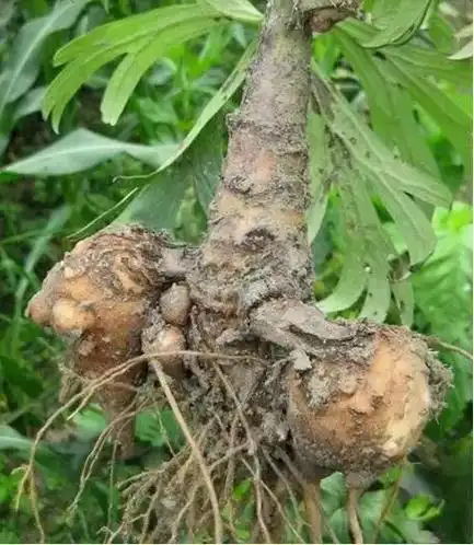 中药学堂每天学习一味中药川乌